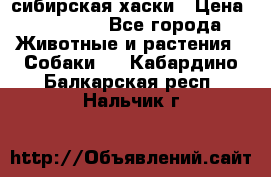 l: сибирская хаски › Цена ­ 10 000 - Все города Животные и растения » Собаки   . Кабардино-Балкарская респ.,Нальчик г.